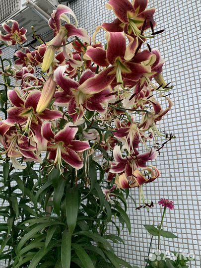 Лилия Шахерезада