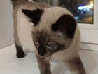 Тайская кошка 4 месяца в добрые руки объявление продам