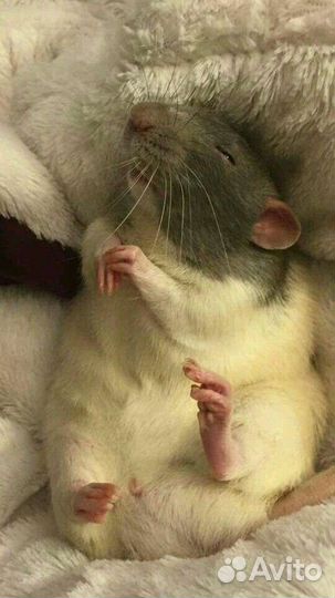 Приют для всех видов грызунов