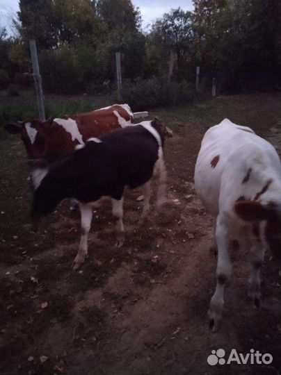 Телки нетели