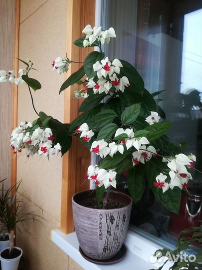 Клеродендрум Томпсона