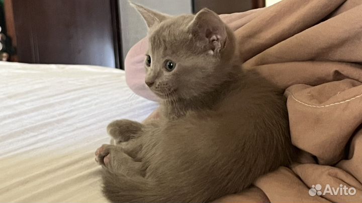 Ориентальный котёнок