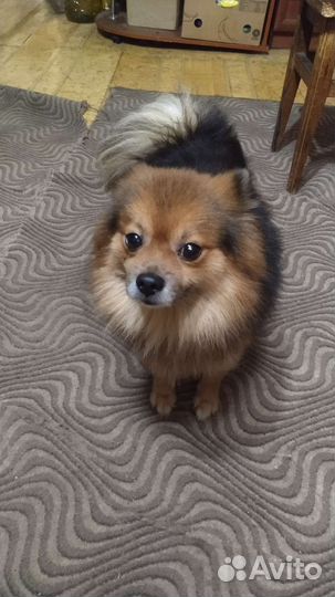 Японский и немецкий шпиц