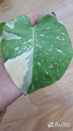 Монстера тайское созвездие