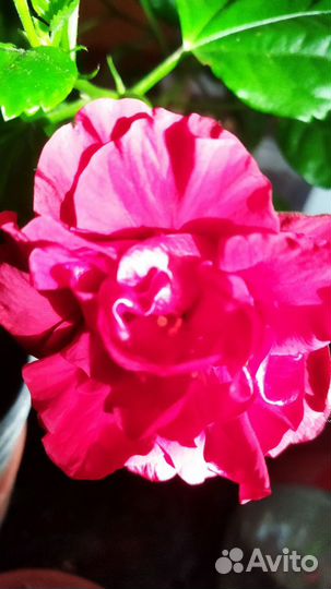 Гибискус китайская роза