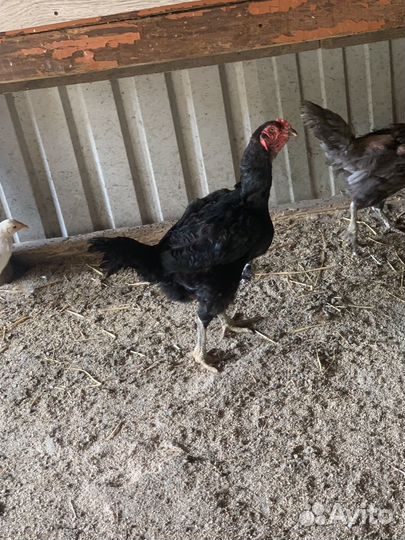 Бойцовые куры