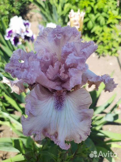 Ирисы бородатые