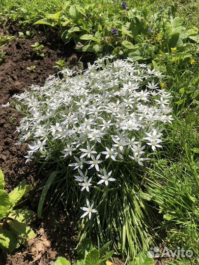 Птицемлечник