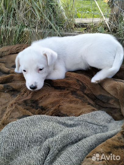 Беленький мишка