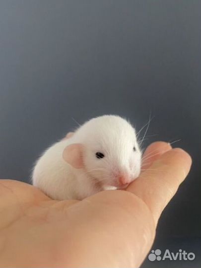 Крыса Дамбо