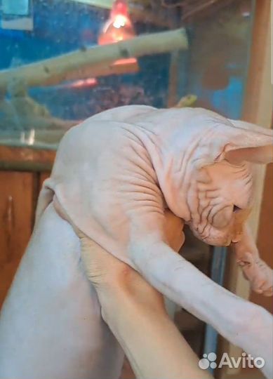 Канадский сфинкс котенок