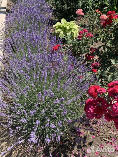 Продаю кусты Лаванды. Цена от величины куста