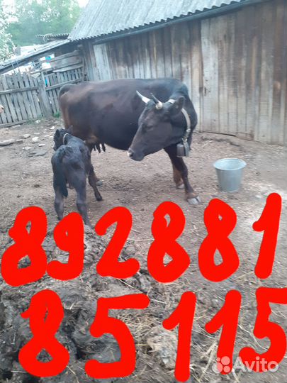 Продается корова