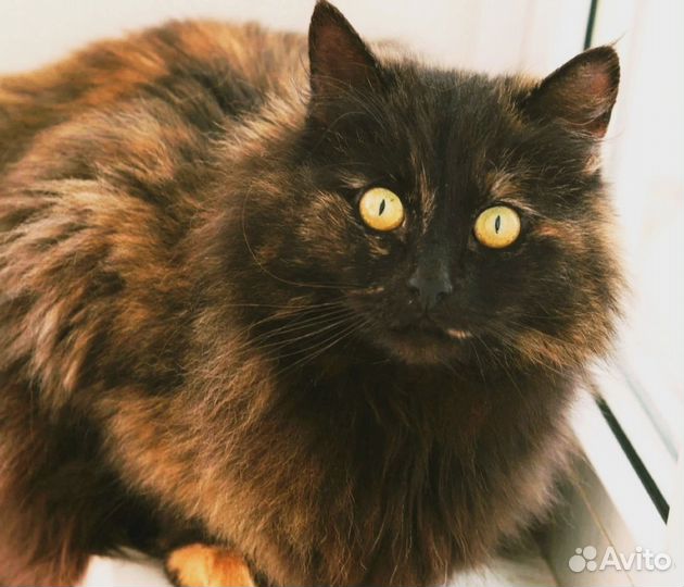 Красивая кошь