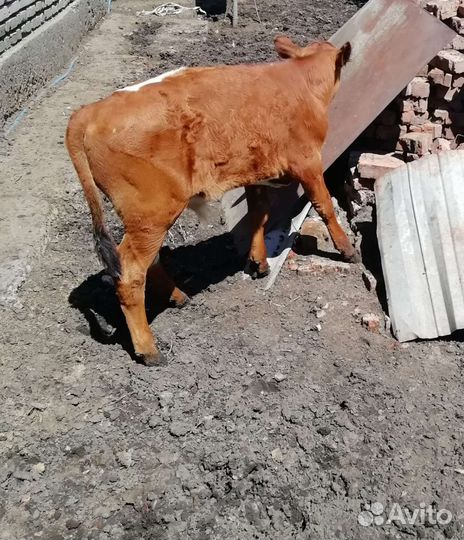 Телята бычок и телка