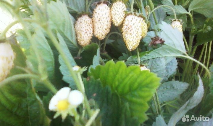 Земляника Ананасная (ремонтантная)