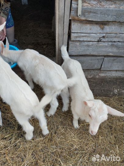 Козочки зааненско чешской породы