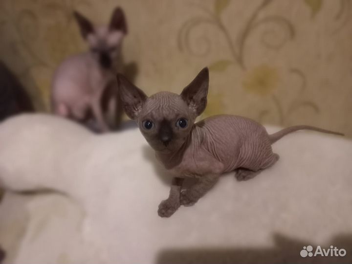 Канадский сфинкс
