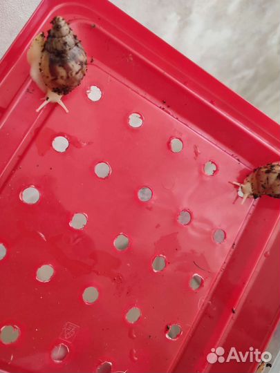 Улитки ахатины