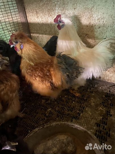 Петухи породистые