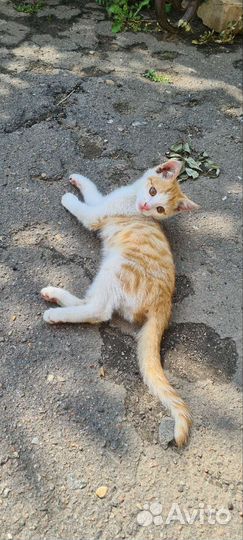 Рыжий котенок в добрые руки бесплатно