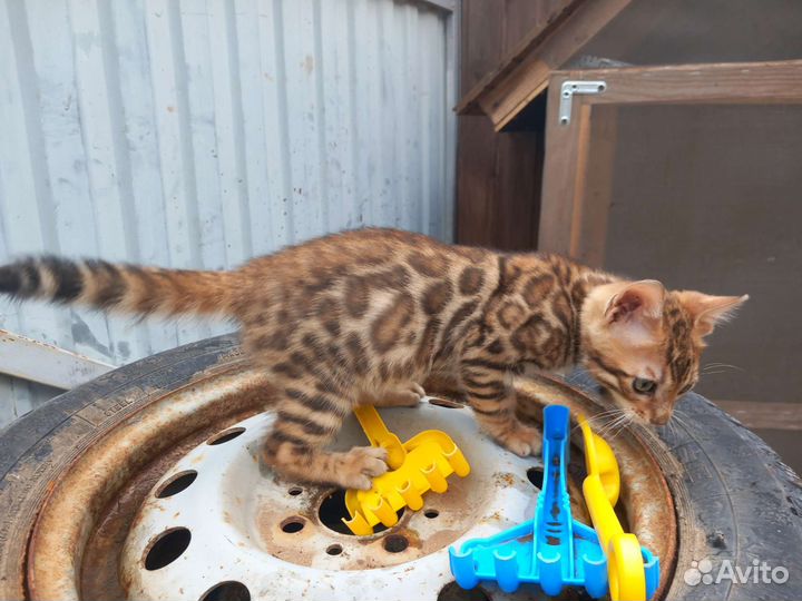 Бенгальская