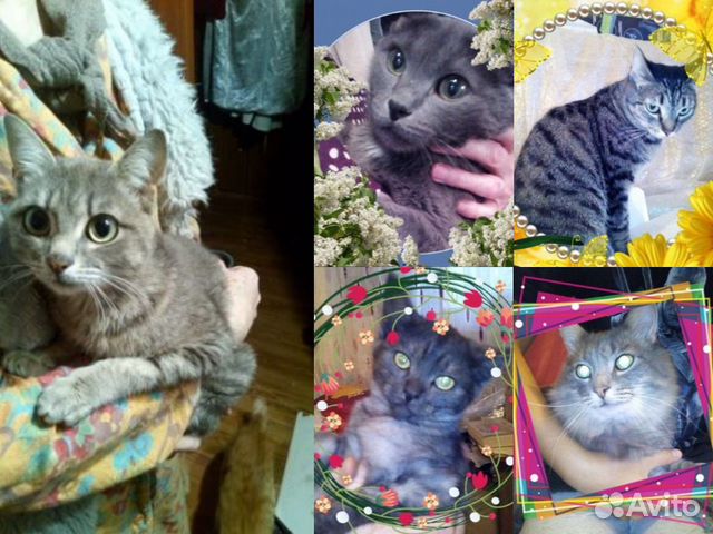 Котики и кошечки