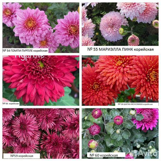 Хризантемы