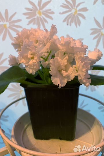 Фиалки цветущие в горшке