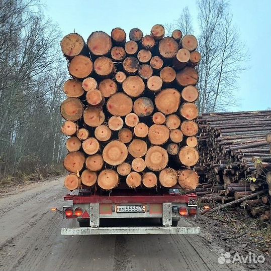 Лес кругляк