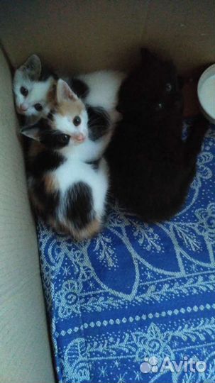 Кошка в дар бесплатно