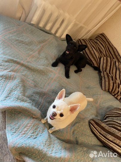 Передержка собак от 300 и кошек 250