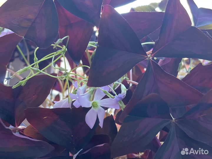 Кислица оксалис