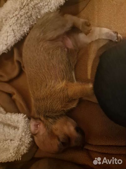 Мини той-терьер