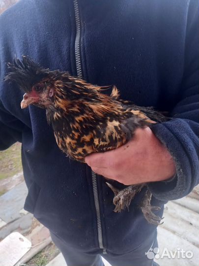 Цыплята разных возрастов, инкубационное яйцо