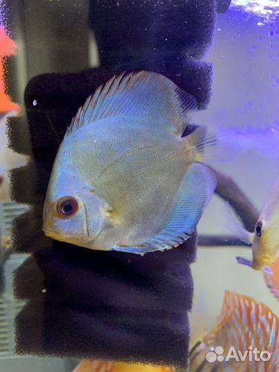Дискусы Блю даймонд