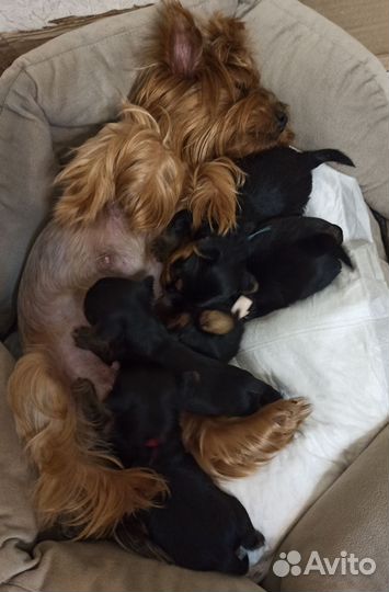 Йоркширский терьер