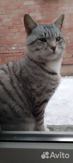 Отдам бесплатно в добрые руки