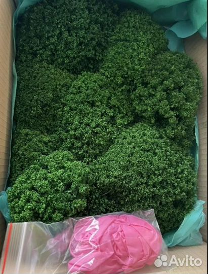 Мох для декоративных поделок, кашпо, панно, рейки