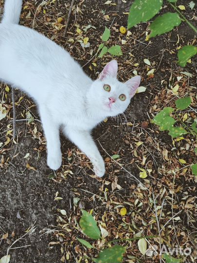 Кошка в дар