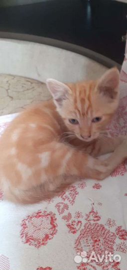 Рыжий котенок мальчик