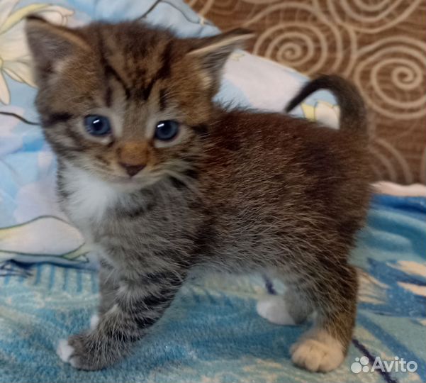 Котята метисы мама Мейн-кун