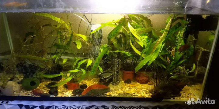 Аквариум