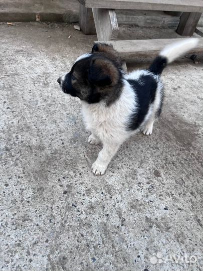 Щенок в добрые руки