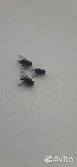 Коллекция Мух