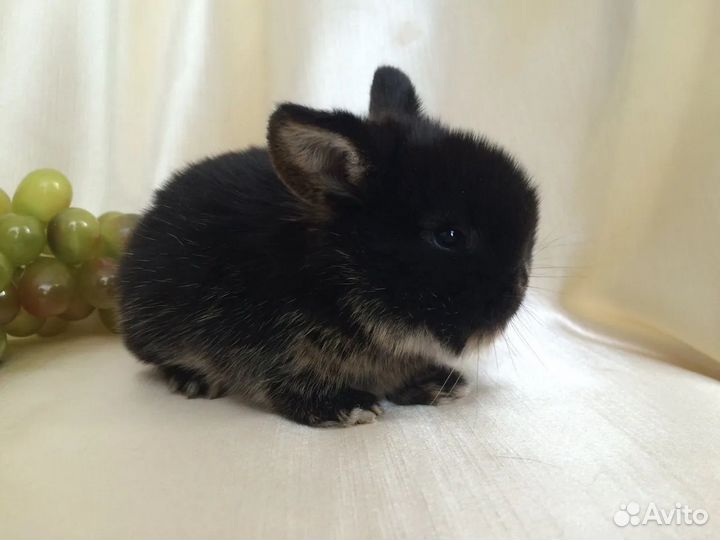 Декоративные крольчата