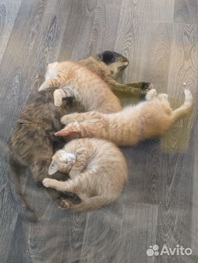 Котята в добрые руки