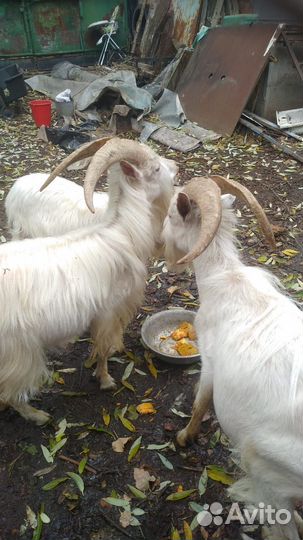 Козы и козлы заанинской породы