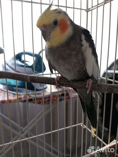 Попугай корелла самец с клеткой