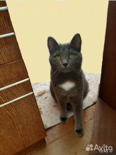 Молодая кошечка